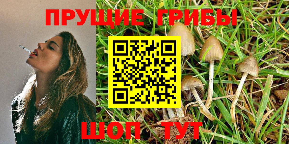 Галлюциногенные грибы GOLDEN TEACHER  Вольск  Галлюциногенные грибы GOLDEN TEACHER 