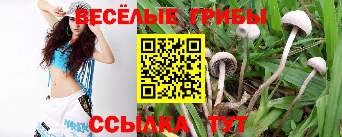Вольск  Галлюциногенные грибы Cubensis  Вход с VPN 