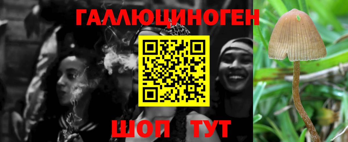 Галлюциногенные грибы Psilocybe Вольск